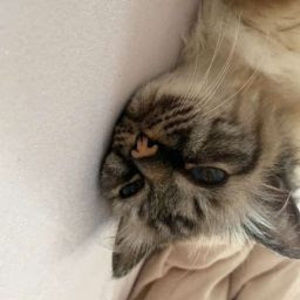 Meet your Posher, Alani